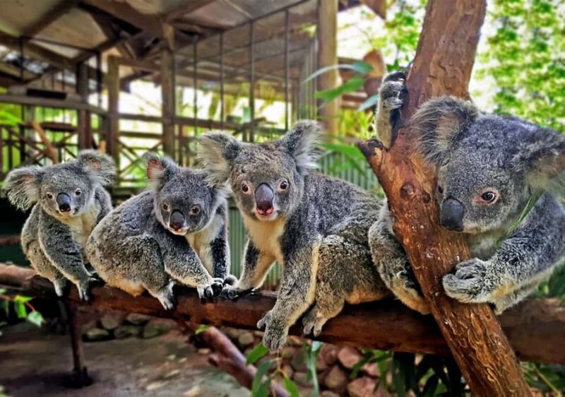 Kuranda: Rainforestation Nature Park - FAQ