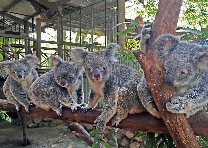Kuranda Rainforestation Nature Park Ticket (BNP) - The Bottom Line: Who Is This Tour Perfect For?