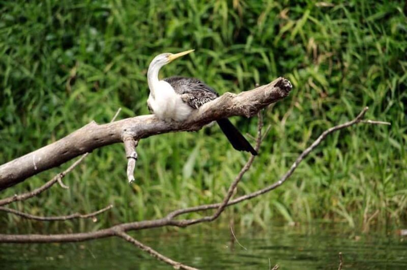 Kuranda: Riverboat Tour - Key Points