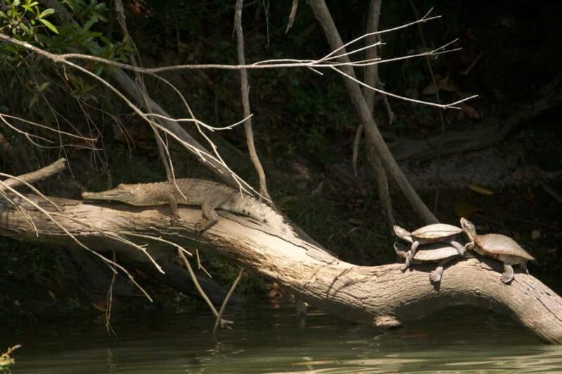 Kuranda: Riverboat Tour - The Sum Up