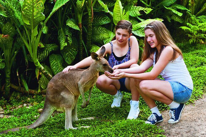Kuranda Wildlife Experience Deluxe Multi Attraction Pass - A Closer Look at the Experience