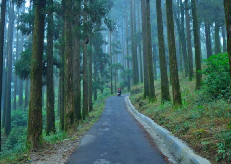 Kurseong: White Orchid Trail Hike with Hotel Pickup - The Sum Up