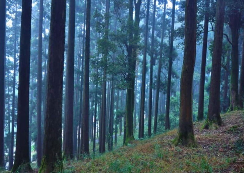 Kurseong: White Orchid Trail Hike with Hotel Pickup - FAQ