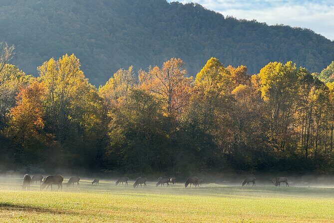 Kuwohi Mountain Great Smoky Mountains Tour - The Itinerary in Detail