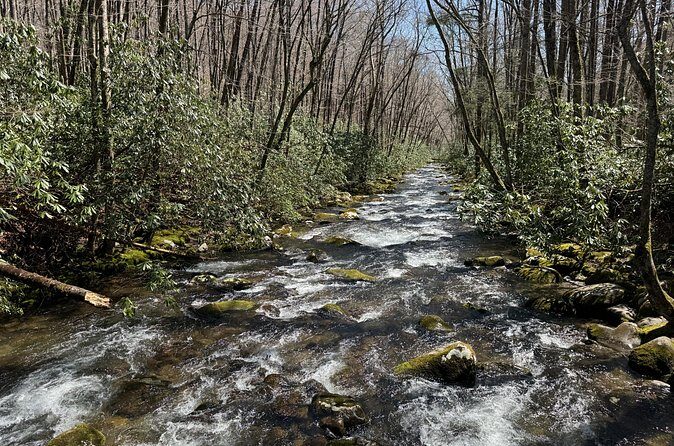 Kuwohi Mountain Great Smoky Mountains Tour - Who is This Tour Best For?