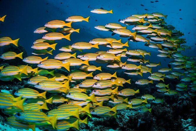 Kuza Cave, Blue Lagoon, Starfish Adventure, The Rock, Stone Town, Secret Garden - The Sum Up
