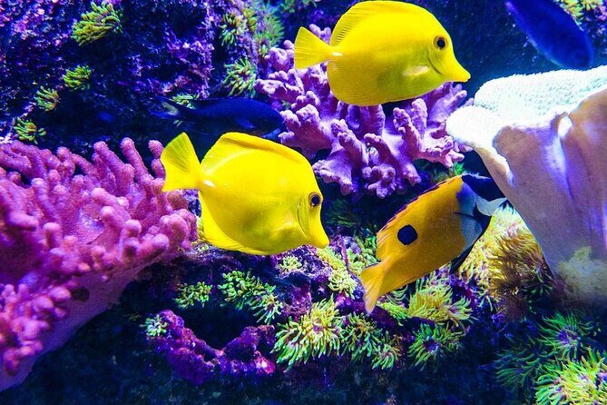 Kuza Cave Tour, Blue Lagoon, Starfish Adventure, The Rock Restaurant, Paje Beach - Key Points