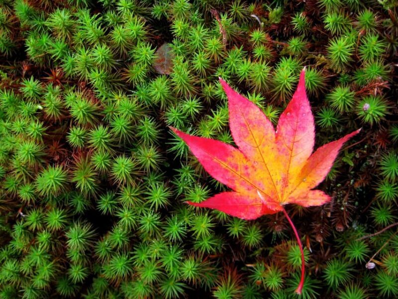 Kyoto: 2-Hour Guided Tour of Arashiyama's Autumn Leaves - Practical Details