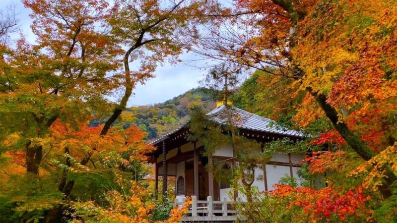 Kyoto: 2-Hour Guided Tour of Arashiyama's Autumn Leaves - The Experience: What Travelers Say