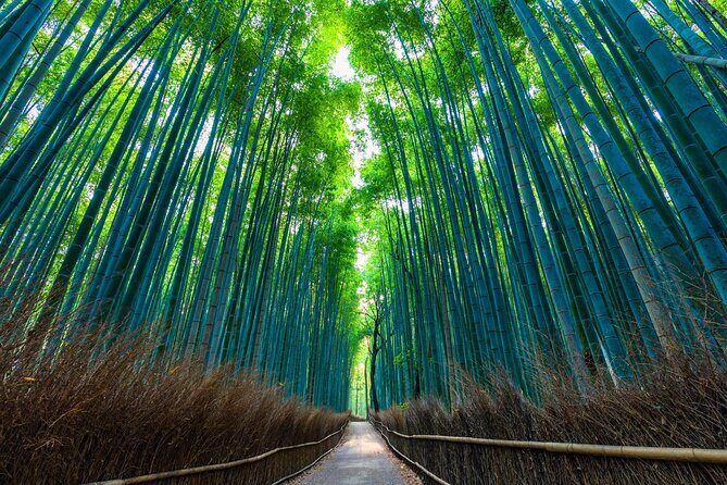 Kyoto 6hr Instagram Highlights Private Tour with Licensed Guide - What Travelers Are Saying