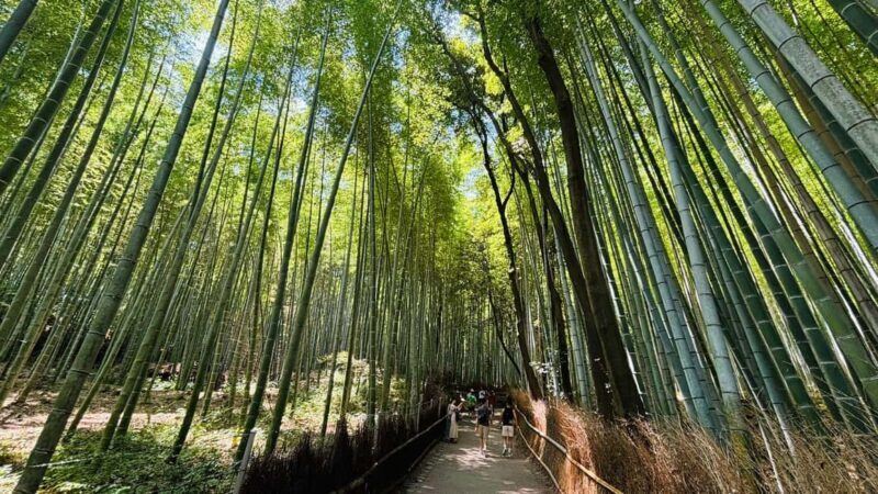 Kyoto and Nara Customised Full Day Private Tour with Pickup - In Summary