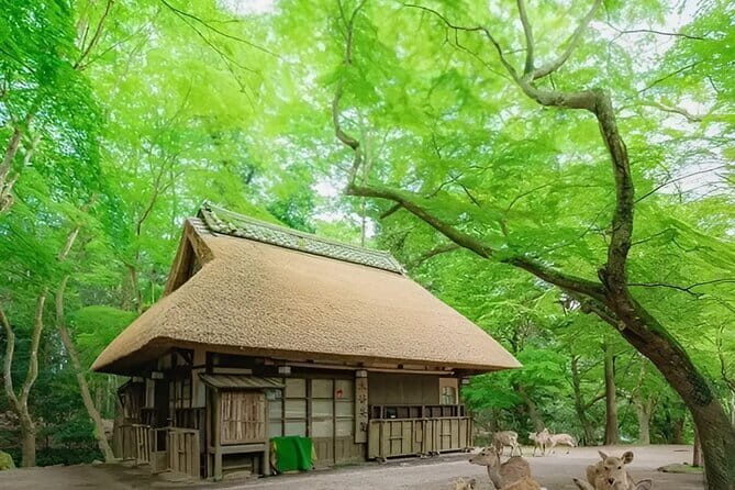 Kyoto and Nara Day Tour from Osaka - FAQs