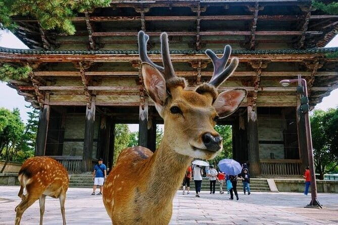 Kyoto and Nara Day Tour with Kobe Beef Lunch - An In-Depth Look at the Tour Experience