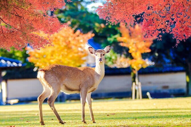 Kyoto and Nara UNESCO Highlights Full-day Tour From Osaka - Final Thoughts: Who Will Love This Tour?