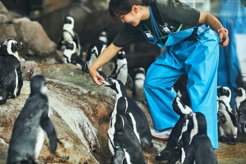 Kyoto Aquarium Admission Ticket - An Introduction to Kyoto Aquarium: What You Can Expect