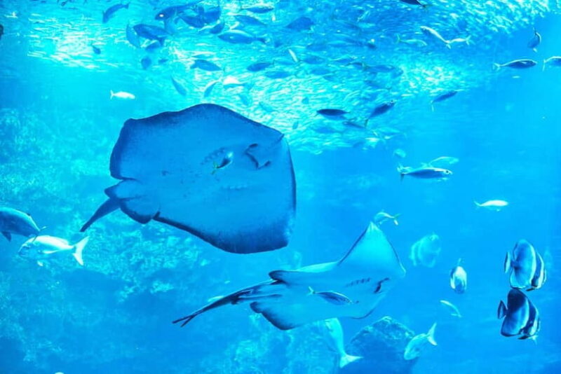 Kyoto Aquarium Admission Ticket - The Authentic Experience: What Visitors Are Saying