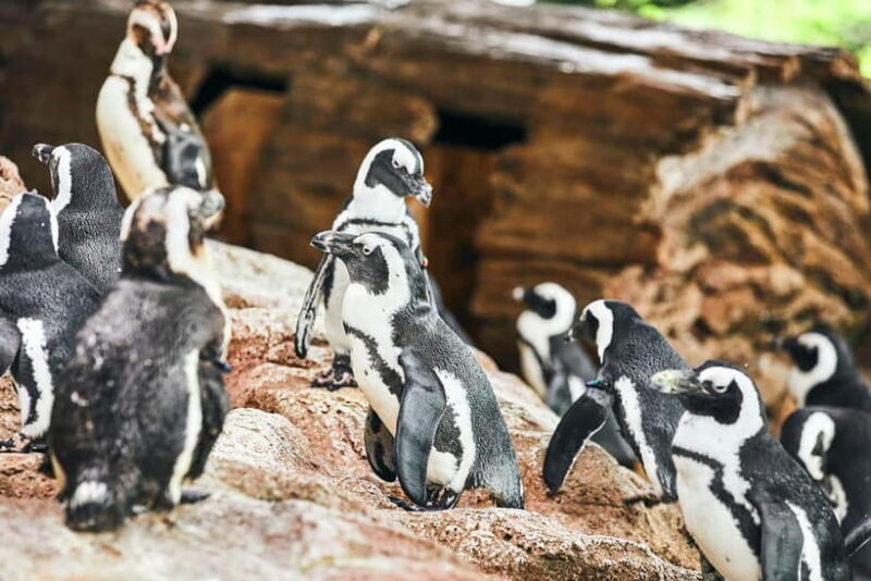 Kyoto Aquarium Admission Ticket - FAQ: Common Questions About Kyoto Aquarium