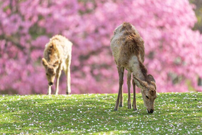 Kyoto Arashiyama and Nara Tour with Sagano Train, Giikawa Honpo - Who Will Love This Tour?