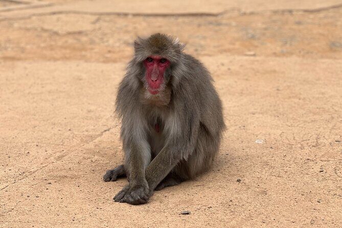 Kyoto: Arashiyama Bamboo Forest, Monkeys, Matcha & Temple Tour - Authentic Experiences Drawn from Travelers