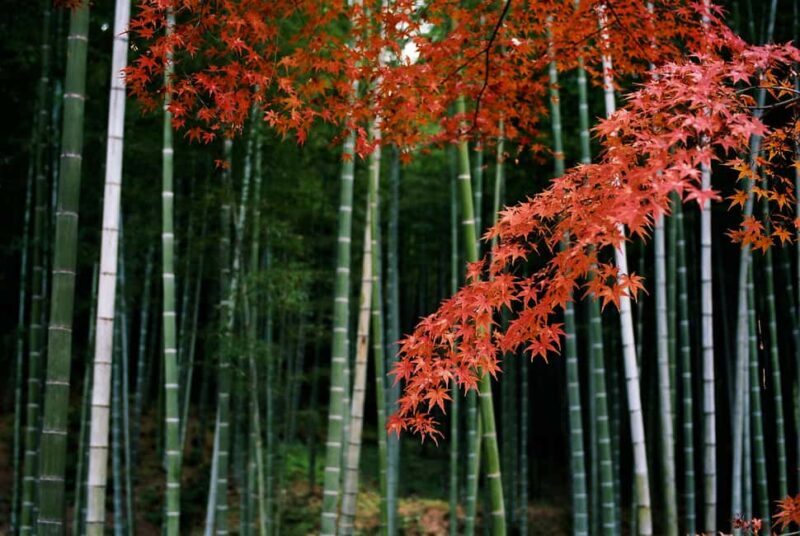 Kyoto: Arashiyama Bamboo, Togetsukyo bridge, Sanso, and more - Key Points