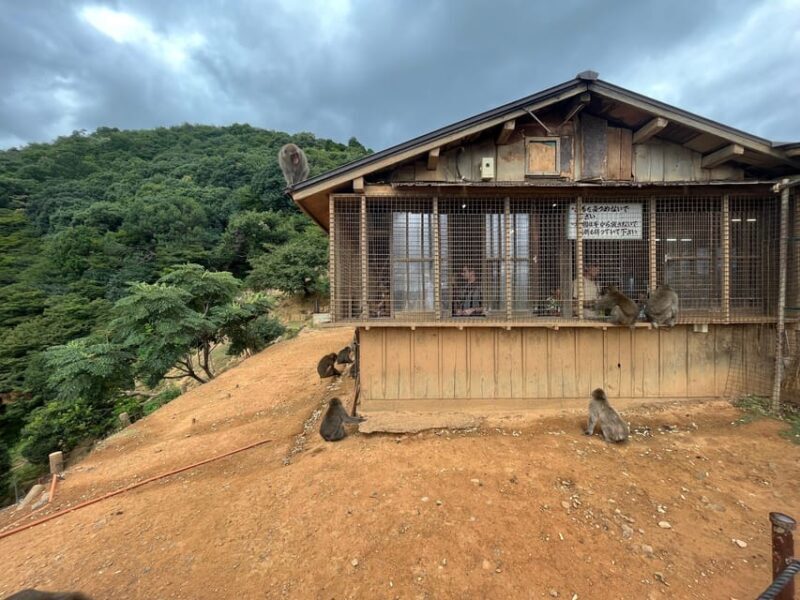Kyoto: Arashiyama Monkey Park, Bamboo Forest, and Temples - Frequently Asked Questions