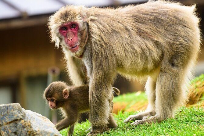 Kyoto Arashiyama Walking Tour - Bamboo, Monkeys, Temple & Secrets - An in-depth look at the Kyoto Arashiyama Walking Tour
