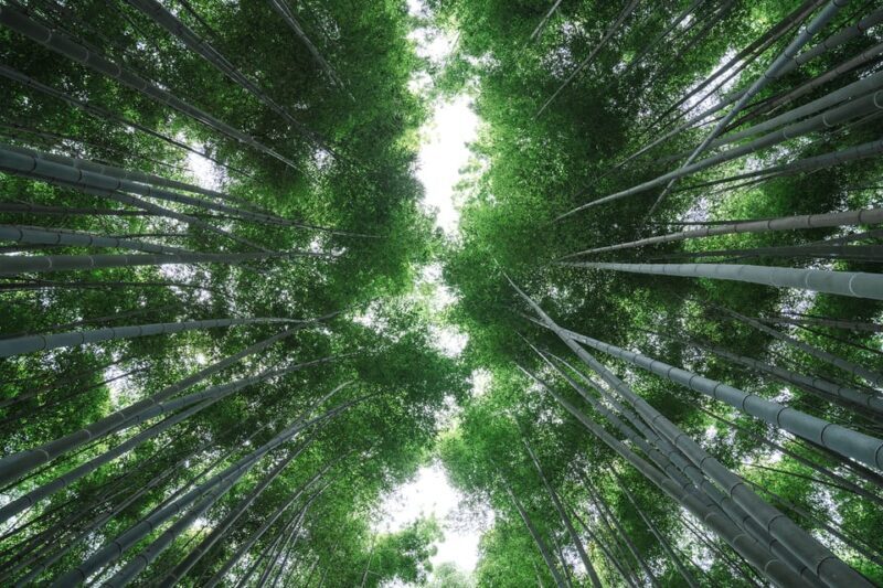 Kyoto: Arashiyama Walking Tour with Local Guide - Who Would Love This Tour?