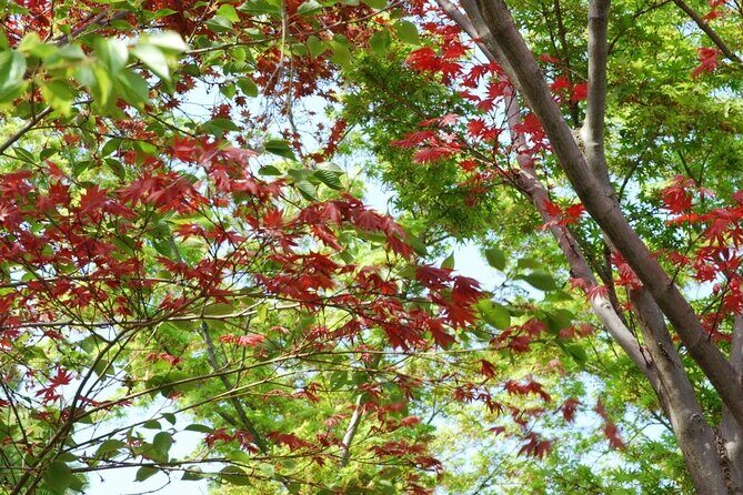 Kyoto: Early Morning Guided Tour to Fushimi Inari - Why This Tour Matters: Exploring Fushimi Inari in Style and Substance