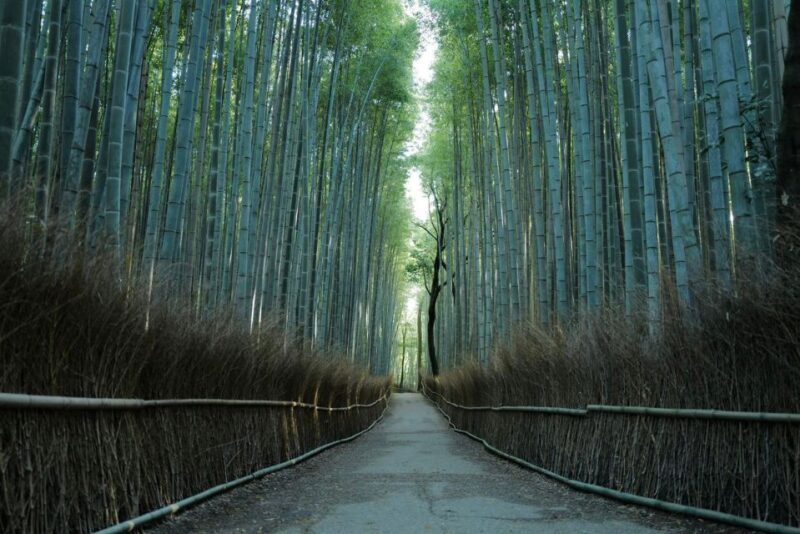Kyoto: Early Morning Tour with English-Speaking Guide - Who Will Love This Tour?