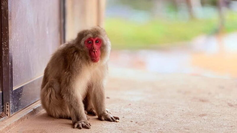 Kyoto: Fushimi, Arashiyama - Bamboo, Monkey, Torii & Secrets - Deep Dive into the Highlights