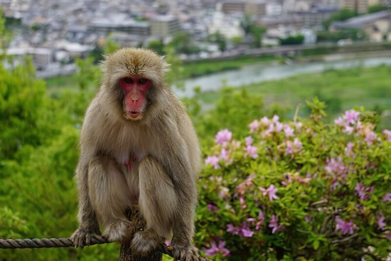 Kyoto: Fushimi, Arashiyama - Bamboo, Monkey, Torii & Secrets - The Value and Practicalities