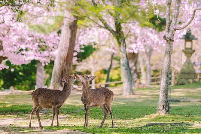 Kyoto Highlights Tour: Arashiyama, Nara Park and Fushimi Inari - FAQs