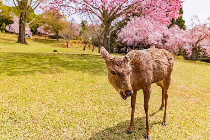 Kyoto & Nara 1 Day Private Charter Car Tour from Osaka or Kyoto - Key Points