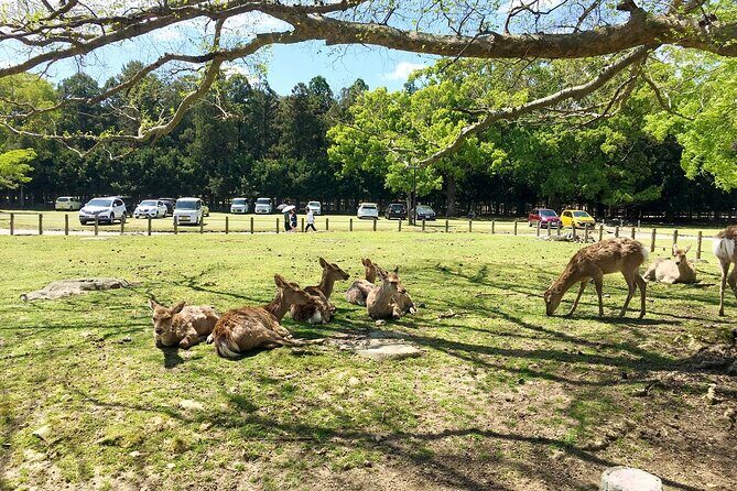 Kyoto & Nara 1 Day Private Charter Car Tour from Osaka or Kyoto - An In-Depth Look at the Itinerary