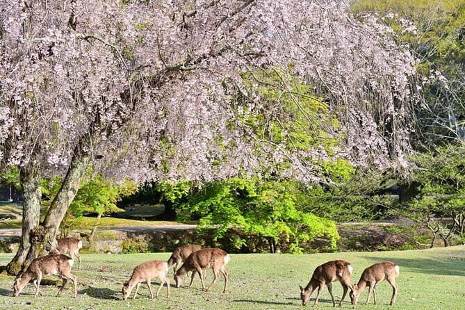 Kyoto & Nara Day Tour: Golden Pavilion, Fushimi Inari & Deer Park - An Honest Breakdown of the Kyoto & Nara Day Tour