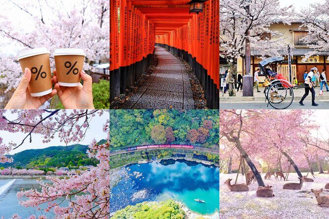 Kyoto-Nara Private Sightseeing Cherry Blossoms Tour With Pick Up - What to Expect from the Kyoto-Nara Cherry Blossom Tour