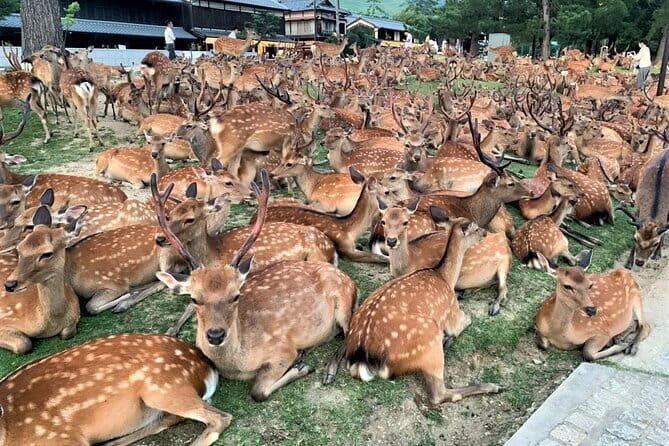 Kyoto & Nara Private Tour from Osaka Kyoto Hotel Pick-up - Key Points