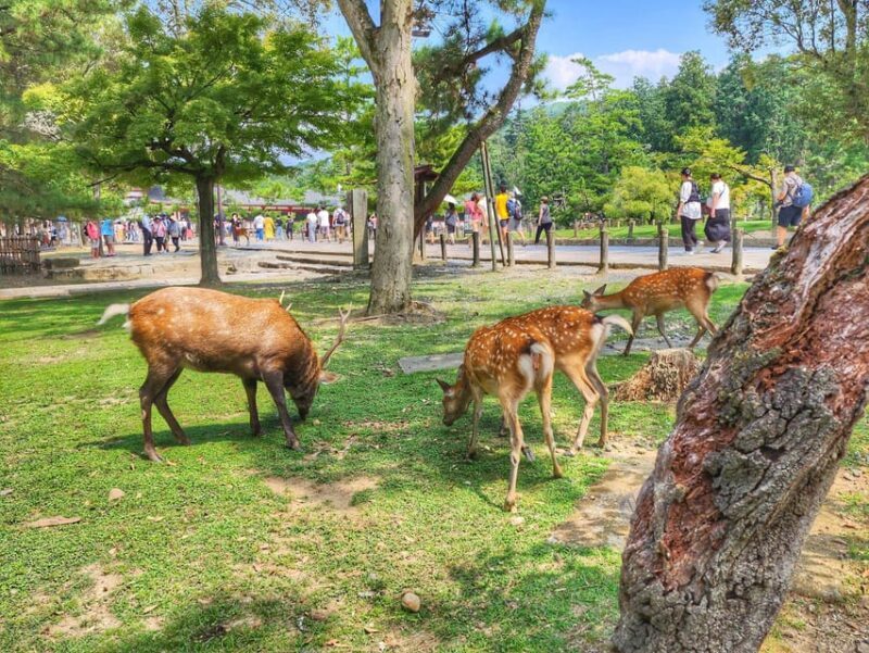 Kyoto: Nara, Todaiji, Kasuga Taisha Shrine Private Full Day - An In-Depth Look at the Tour Itinerary