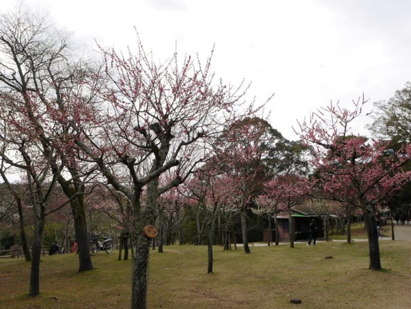 Kyoto: Nara, Todaiji, Kasuga Taisha Shrine Private Full Day - Who Should Consider This Tour?