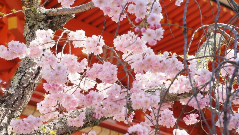 Kyoto: Ninnaji Temple Entry Ticket - FAQs