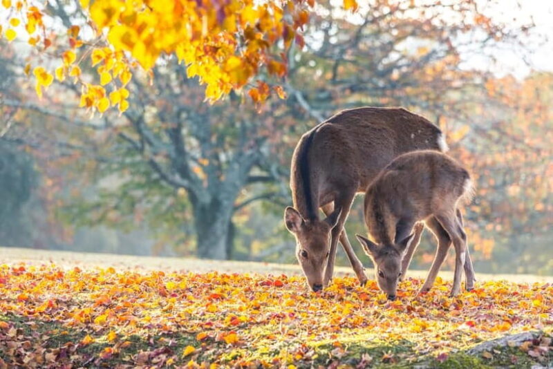 Kyoto/Osaka: Kinkakuji, Bamboo Forest, and Nara Deer Park - Exploring the Itinerary: What You Can Expect