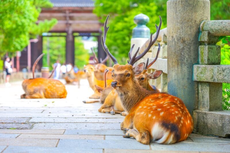 Kyoto/Osaka: Kinkakuji, Bamboo Forest, and Nara Deer Park - Who Should Consider This Tour?