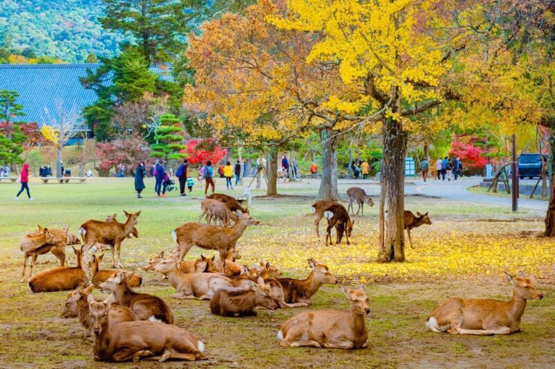 Kyoto/Osaka: Kyoto and Nara Customized Private Guided Tour - Key Points