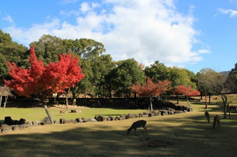 Kyoto/Osaka: Nara Customizable Self-Guided Tour with Driver - Key Points