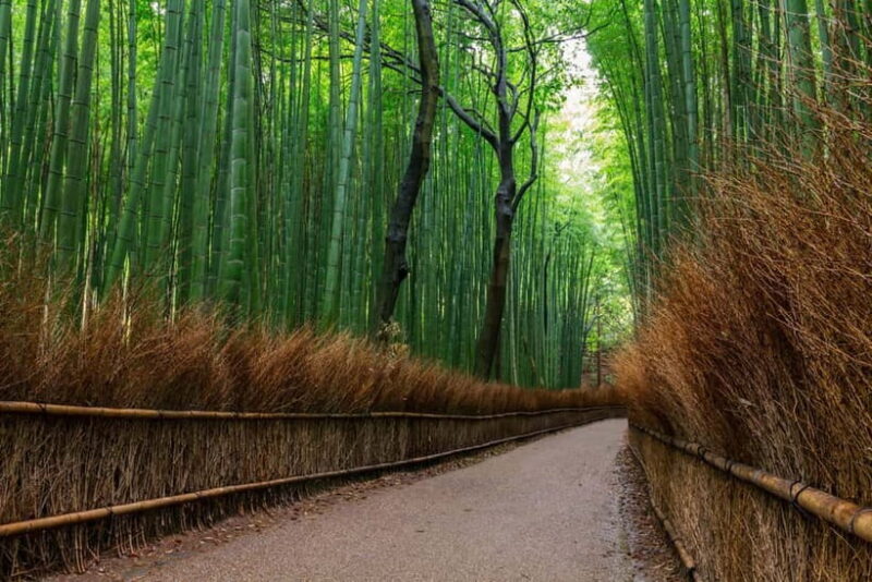 Kyoto/Osaka: Nara, Fushimi Inari Taisha, Arashiyama Bus Tour - An Introduction to the Tour Experience