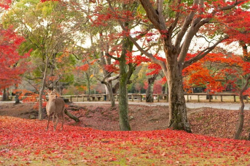 Kyoto/Osaka: Nara, Fushimi Inari Taisha, Arashiyama Bus Tour - Whats Included and Whats Not