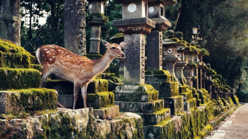Kyoto/Osaka: Nara, Fushimi Inari Taisha, Arashiyama Bus Tour - The Real Value in This Tour