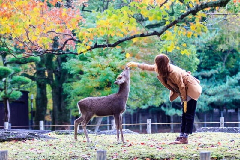 Kyoto/Osaka: Nara, Fushimi Inari Taisha, Arashiyama Bus Tour - Who Should Book This Tour?