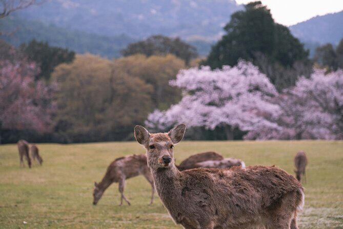 Kyoto Private Customized English Tour With Pick Up - FAQ