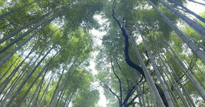 Kyoto: Private tour, Arashiyama, Bamboo Forests and Sacred Temples - Practical Aspects and Value